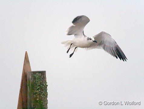 Gull Taking Flight In Fog_33471.jpg - Photographed along the Gulf coast near Port Lavaca, Texas, USA.